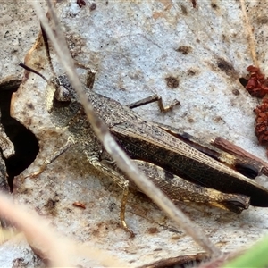 Cryptobothrus chrysophorus at Kingsdale, NSW - 28 Oct 2024