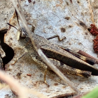 Cryptobothrus chrysophorus (Golden Bandwing) at Kingsdale, NSW - 28 Oct 2024 by trevorpreston