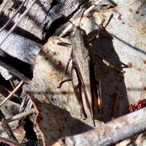 Cryptobothrus chrysophorus at Kingsdale, NSW - 28 Oct 2024