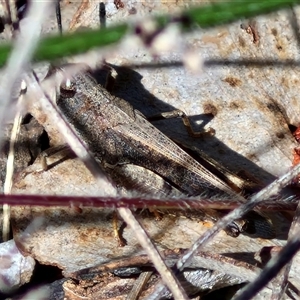 Cryptobothrus chrysophorus at Kingsdale, NSW - 28 Oct 2024