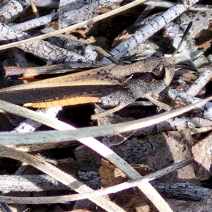 Cryptobothrus chrysophorus at Kingsdale, NSW - 28 Oct 2024