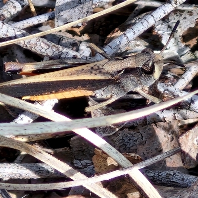 Cryptobothrus chrysophorus (Golden Bandwing) at Kingsdale, NSW - 28 Oct 2024 by trevorpreston