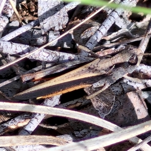 Cryptobothrus chrysophorus at Kingsdale, NSW - 28 Oct 2024