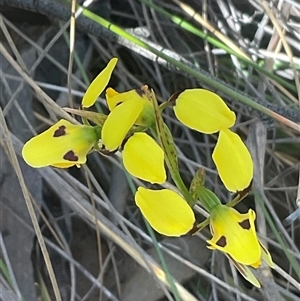 Diuris sulphurea at Aranda, ACT - 29 Oct 2024