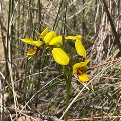 Diuris sulphurea at Aranda, ACT - 29 Oct 2024