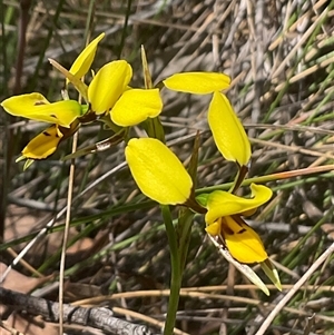 Diuris sulphurea at Aranda, ACT - suppressed