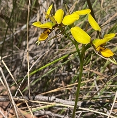 Diuris sulphurea at Aranda, ACT - suppressed