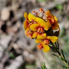 Dillwynia sericea at Kingsdale, NSW - 27 Oct 2024 by trevorpreston