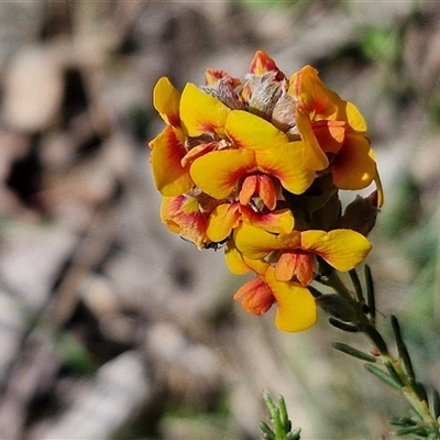 Dillwynia sericea (Egg And Bacon Peas) at Kingsdale, NSW - 28 Oct 2024 by trevorpreston