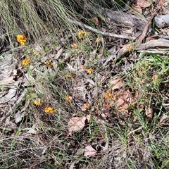 Dillwynia sericea at Kingsdale, NSW - 28 Oct 2024 09:36 AM