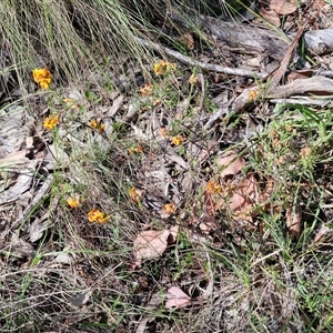 Dillwynia sericea at Kingsdale, NSW - 28 Oct 2024 09:36 AM