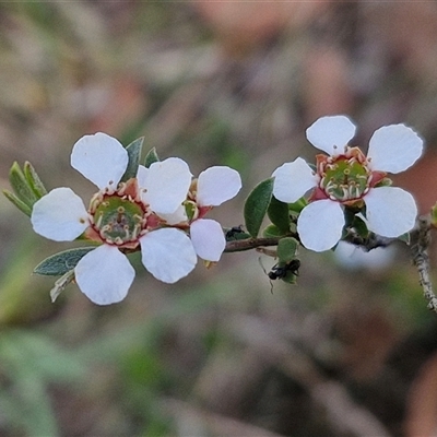 Unidentified Other Shrub at Kingsdale, NSW - 27 Oct 2024 by trevorpreston