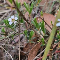 Gaudium multicaule at Kingsdale, NSW - 28 Oct 2024 09:36 AM