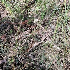 Gaudium multicaule at Kingsdale, NSW - 28 Oct 2024 09:36 AM