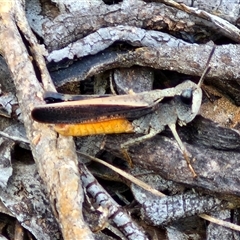 Cryptobothrus chrysophorus (Golden Bandwing) at Kingsdale, NSW - 28 Oct 2024 by trevorpreston