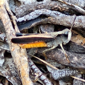 Cryptobothrus chrysophorus at Kingsdale, NSW - 28 Oct 2024