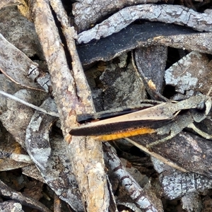 Cryptobothrus chrysophorus at Kingsdale, NSW - 28 Oct 2024