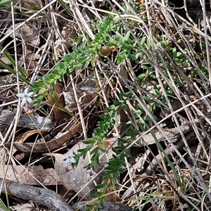 Rhytidosporum procumbens at Kingsdale, NSW - 28 Oct 2024