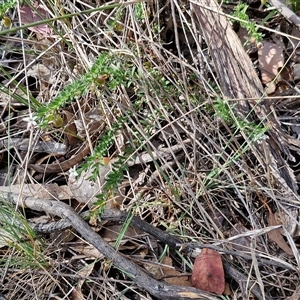 Rhytidosporum procumbens at Kingsdale, NSW - 28 Oct 2024 09:34 AM