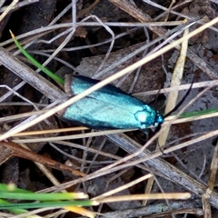 Pollanisus (genus) (A Forester Moth) at Kingsdale, NSW - 27 Oct 2024 by trevorpreston