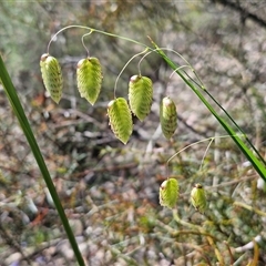 Briza maxima (Quaking Grass, Blowfly Grass) at Kingsdale, NSW - 28 Oct 2024 by trevorpreston