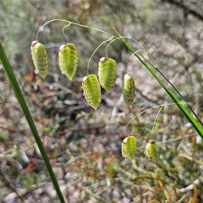 Briza maxima (Quaking Grass, Blowfly Grass) at Kingsdale, NSW - 28 Oct 2024 by trevorpreston