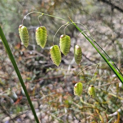 Briza maxima (Quaking Grass, Blowfly Grass) at Kingsdale, NSW - 27 Oct 2024 by trevorpreston