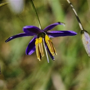 Dianella revoluta var. revoluta at Kingsdale, NSW - 28 Oct 2024