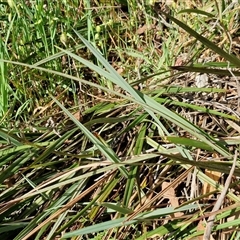 Dianella revoluta var. revoluta at Kingsdale, NSW - 28 Oct 2024