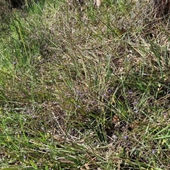 Dianella revoluta var. revoluta at Kingsdale, NSW - 28 Oct 2024