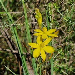 Bulbine bulbosa (Golden Lily, Bulbine Lily) at Kingsdale, NSW - 28 Oct 2024 by trevorpreston