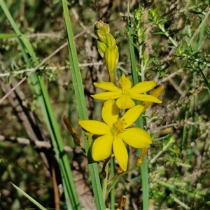 Bulbine bulbosa at Kingsdale, NSW - 28 Oct 2024