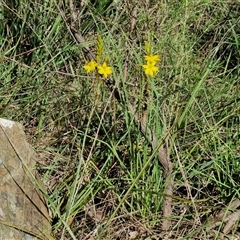 Bulbine bulbosa at Kingsdale, NSW - 28 Oct 2024 09:23 AM