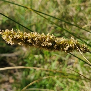 Carex appressa at Kingsdale, NSW - 28 Oct 2024 09:22 AM