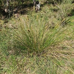 Carex appressa at Kingsdale, NSW - 28 Oct 2024 09:22 AM