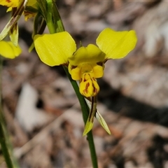 Diuris sulphurea (Tiger Orchid) at Kingsdale, NSW - 28 Oct 2024 by trevorpreston