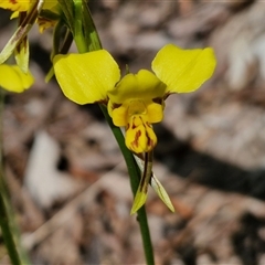 Diuris sulphurea (Tiger Orchid) at Kingsdale, NSW - 27 Oct 2024 by trevorpreston