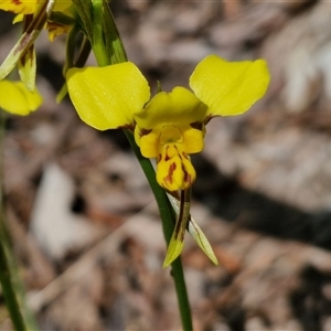 Diuris sulphurea at Kingsdale, NSW - suppressed