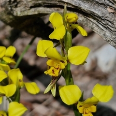 Diuris sulphurea at Kingsdale, NSW - suppressed