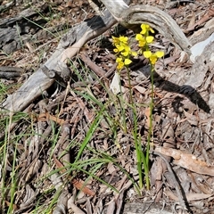 Diuris sulphurea at Kingsdale, NSW - suppressed