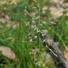 Poa (genus) (A Snow Grass) at Kingsdale, NSW - 28 Oct 2024 by trevorpreston