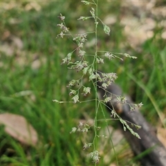 Poa sp. (A Snow Grass) at Kingsdale, NSW - 27 Oct 2024 by trevorpreston