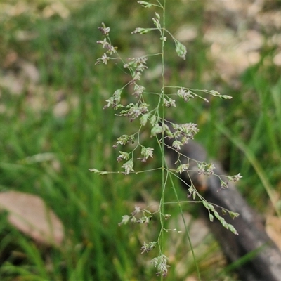 Poa (genus) (A Snow Grass) at Kingsdale, NSW - 28 Oct 2024 by trevorpreston