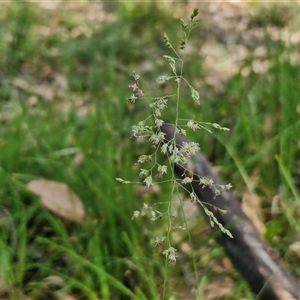 Poa sp. at Kingsdale, NSW - 28 Oct 2024