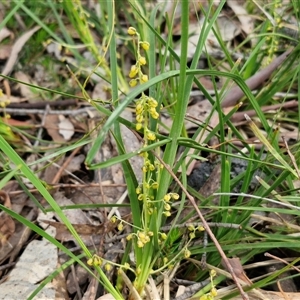 Lomandra filiformis subsp. coriacea at Kingsdale, NSW - 28 Oct 2024