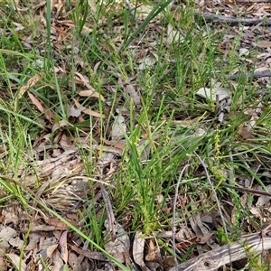 Lomandra filiformis subsp. coriacea at Kingsdale, NSW - 28 Oct 2024