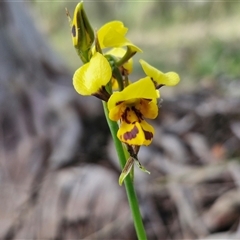 Diuris sulphurea (Tiger Orchid) at Kingsdale, NSW - 28 Oct 2024 by trevorpreston