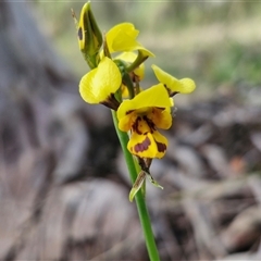 Diuris sulphurea (Tiger Orchid) at Kingsdale, NSW - 27 Oct 2024 by trevorpreston