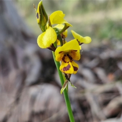 Diuris sulphurea (Tiger Orchid) at Kingsdale, NSW - 28 Oct 2024 by trevorpreston
