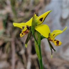 Diuris sulphurea at Kingsdale, NSW - 28 Oct 2024